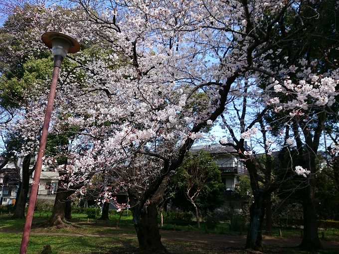 善福寺川桜①