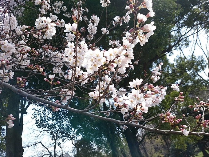 善福寺川桜②